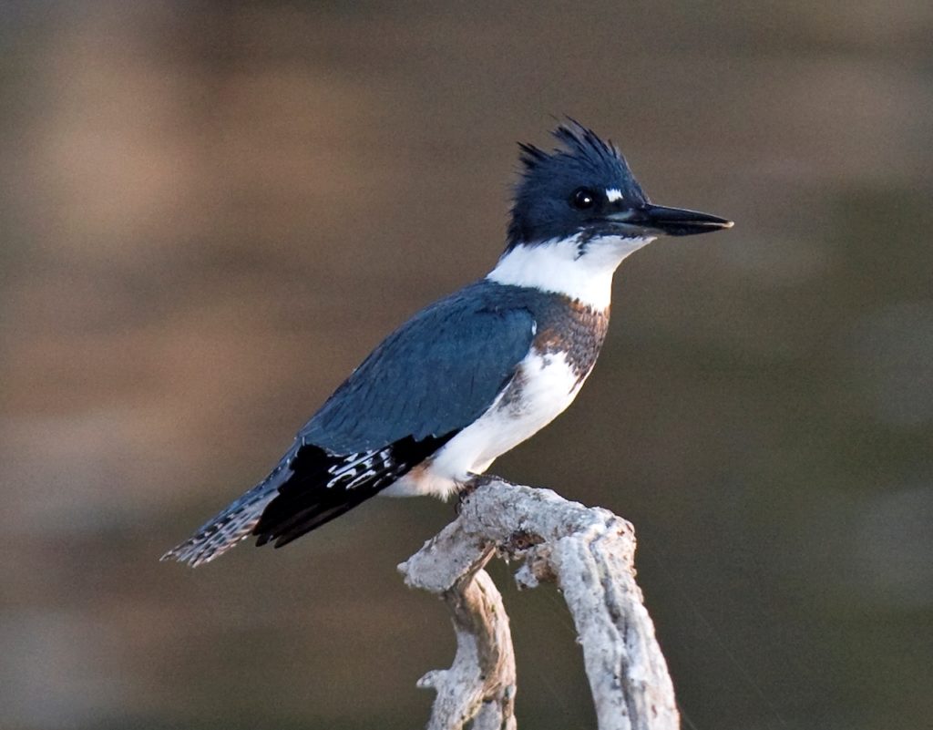 Birds of Hawaii- Male Belted Kingfisher