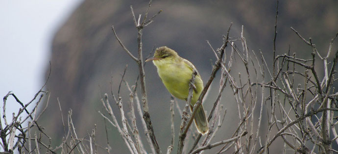 Marquesan Reed Warbler