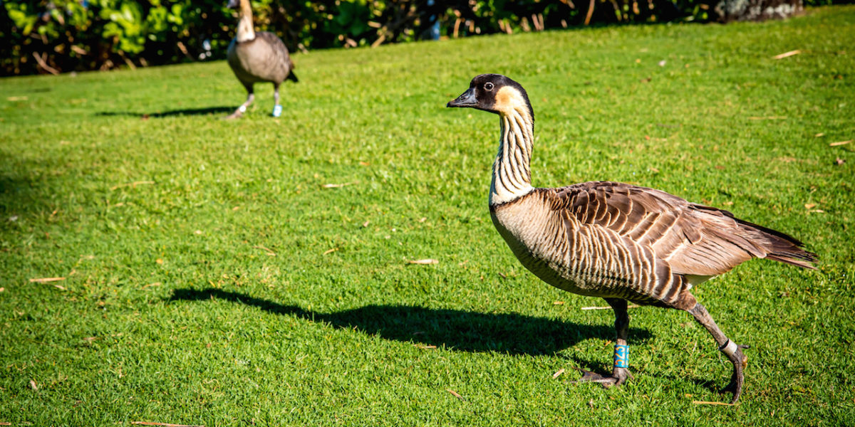 Hawaiian Goose at Kilauea Point National Wildlife Refuge in Kauai, Hawaii