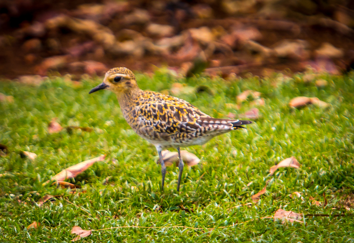 Pacific Golden Plover in Kauai, Hawaii