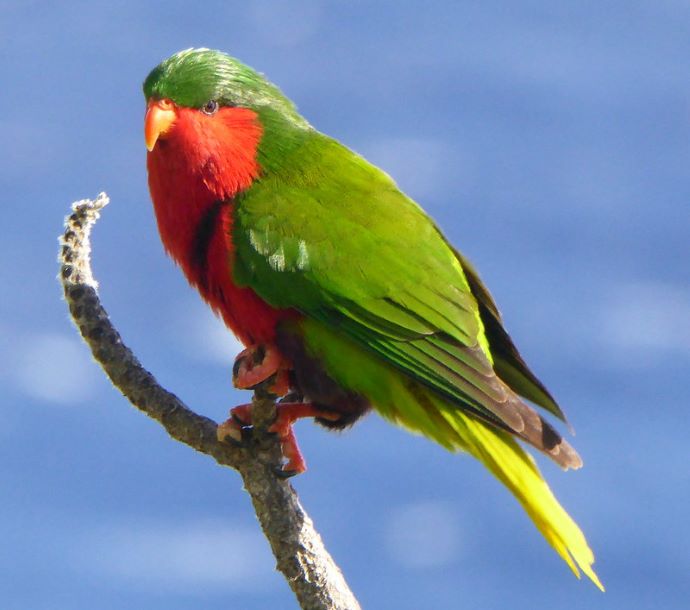 Stephen’s Lorikeet on Henderson Island in the Polynesian Triangle