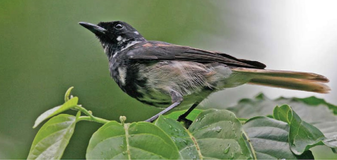 Young Male Iphis Monarch Flycatcher, photo by Thomas Ghestemme