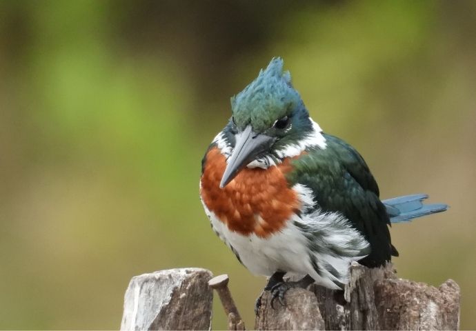 Rainforest Birds: Species List & Top 10 - Rainforest Cruises