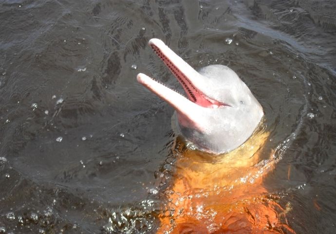 Amazon Pink River Dolphin