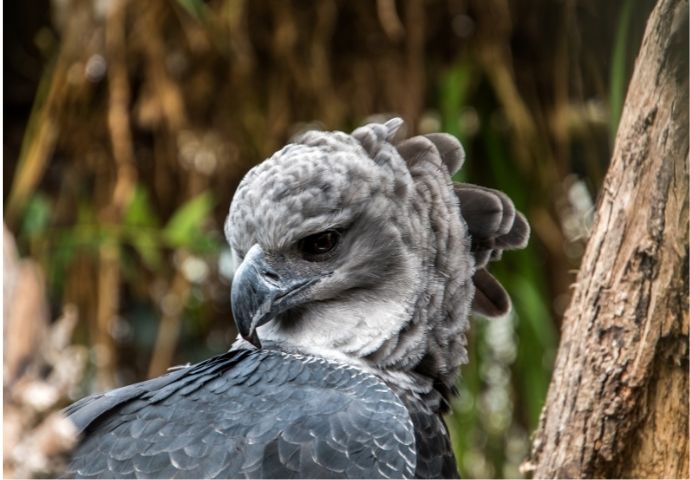 American Harpy Eagle