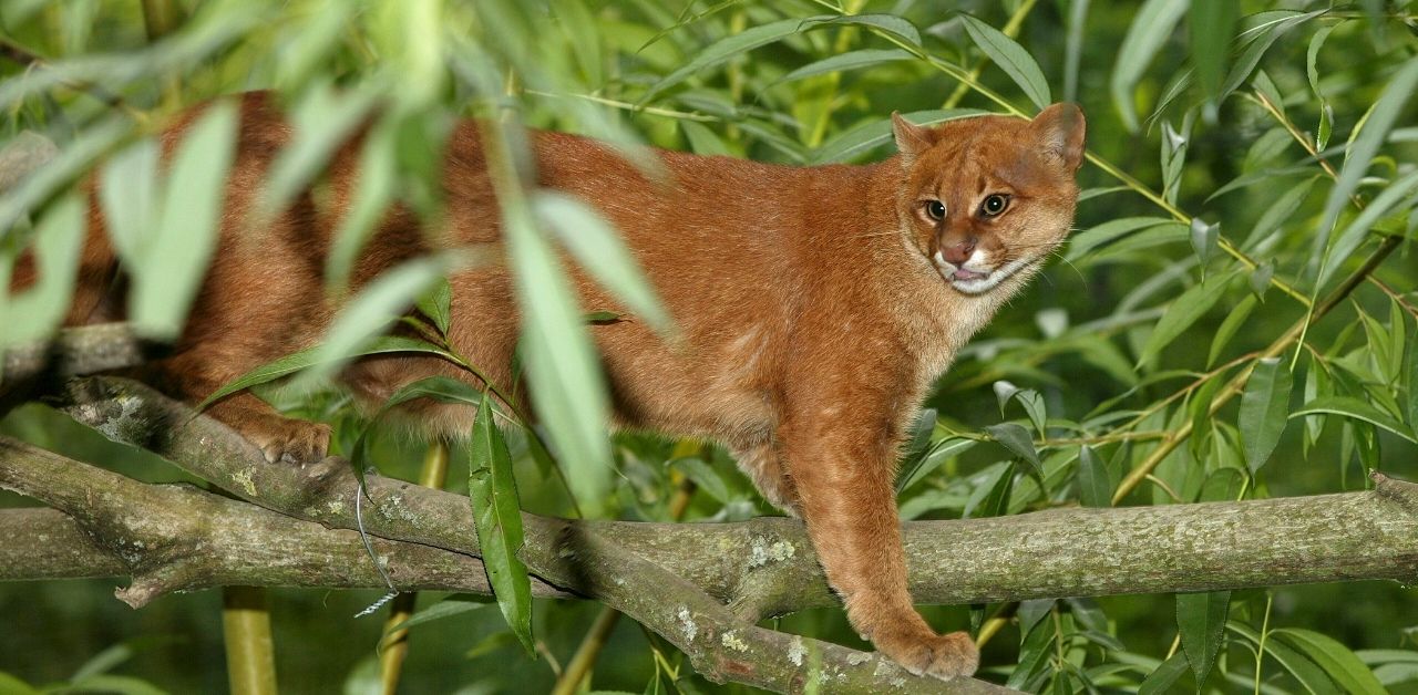 21 Incredible Animals That Live in the Amazon Rainforest
