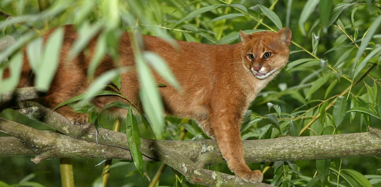 17 Amazing Amazon Rainforest Animals