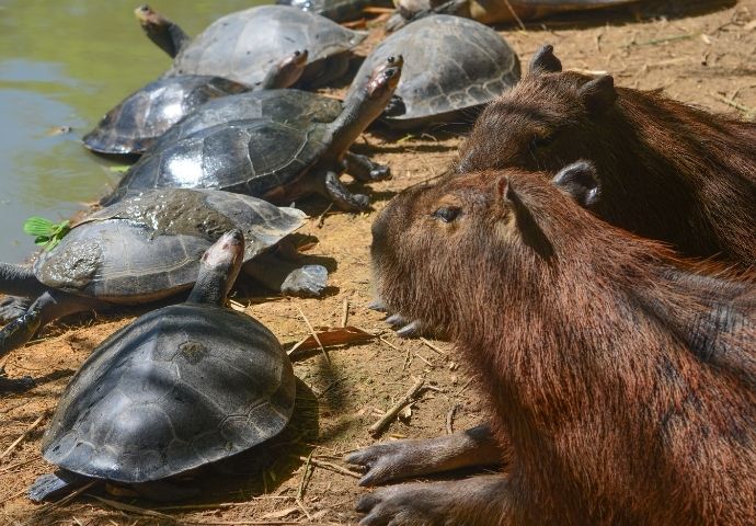 Arrau Turtle -Amazon Rainforest turtle