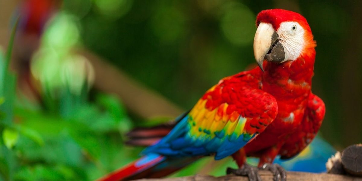 Birds in the Amazon Rainforest