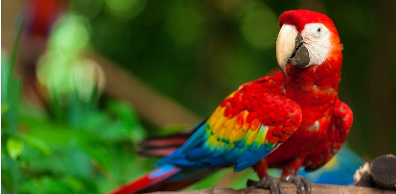 Rainforest Birds Flying