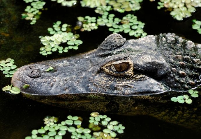 Amazon reptiles - Black Caiman