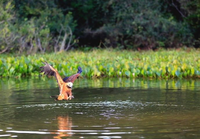 Black Collared Hawk - birds in the rainforest