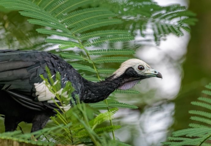 Blue-throated Piping Guan - rainforest birds