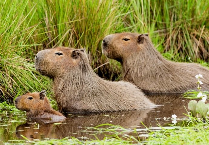 Capybara family - Amazon Mammals