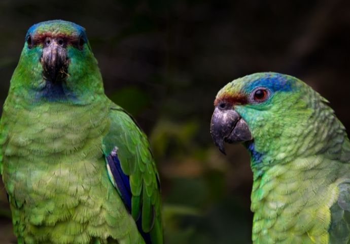 Festive Parrot