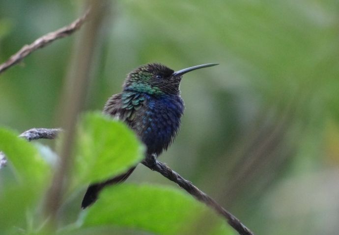 Fork-tailed Woodnymph Hummingbird - Amazon rainforest bird