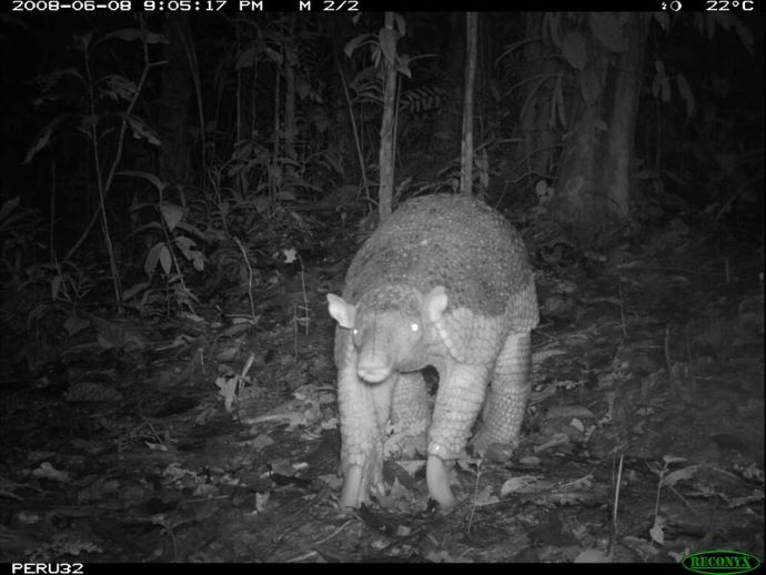 Giant Armadillo - Nocturnal Amazon Animals