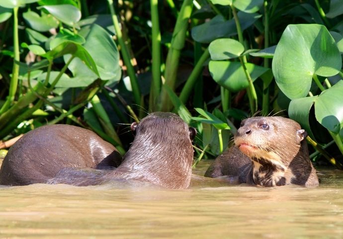 Giant River Otters in Brazil