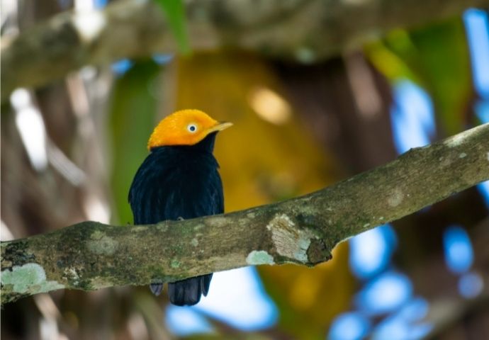 Golden-Headed Manakin