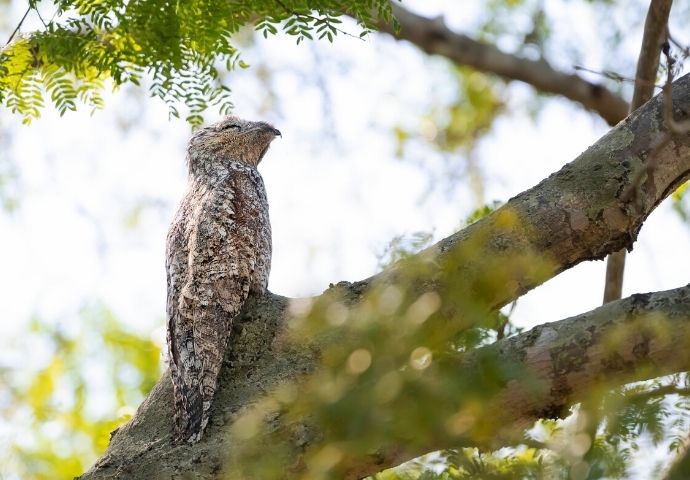 Great Potoo Bird