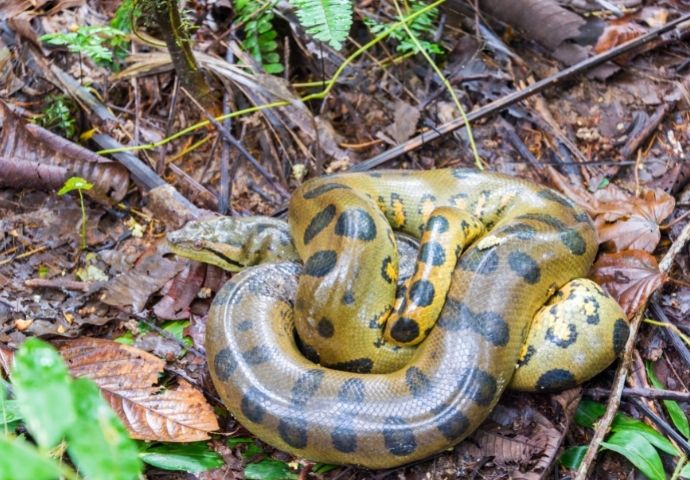 Green Anaconda in Amazon Forest