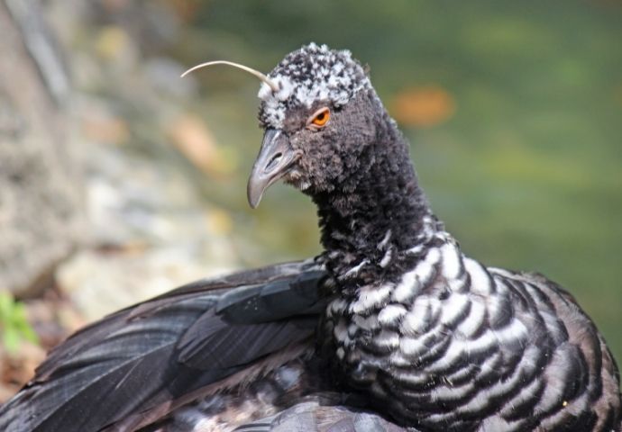 Horned Screamer - birds of the amazon rainforest