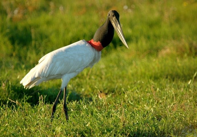 Jabiru Stork