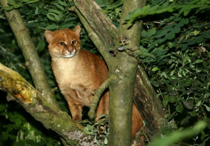 Jaguarundi - Cats in the Amazon Rainforest