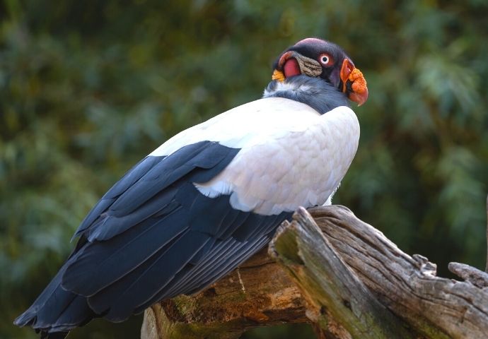 King Vulture - Birds in the Amazon Rainforest