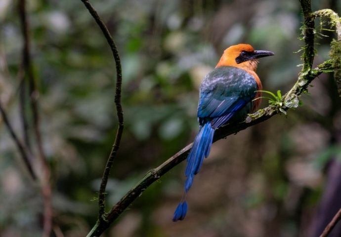 Motmot Bird