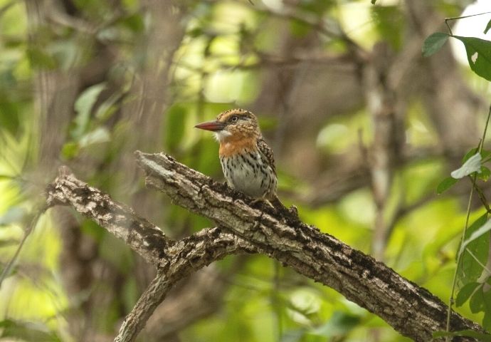 Puffbird