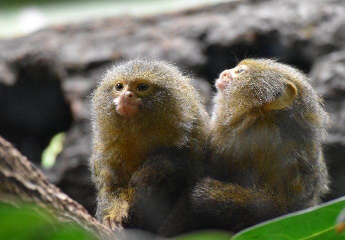 Pygmy Marmosets - Mammals in the Amazon Rainforest