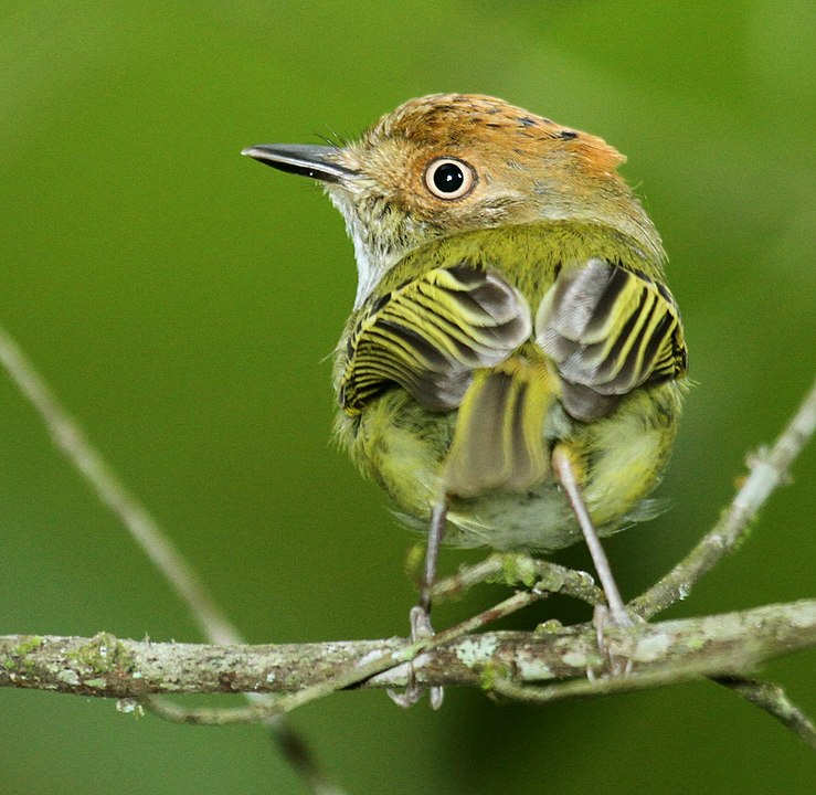 Rainforest Birds: Species List & Top 10 - Rainforest Cruises