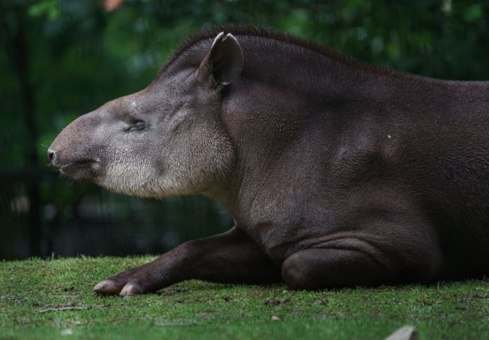 amazon rainforest plants and animals