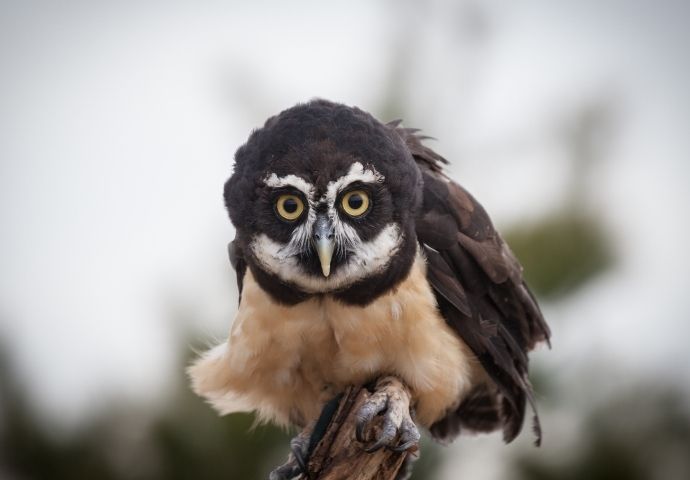 Amazon Owl - Spectacled Owl