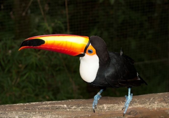 Toco Toucan Amazon Rainforest