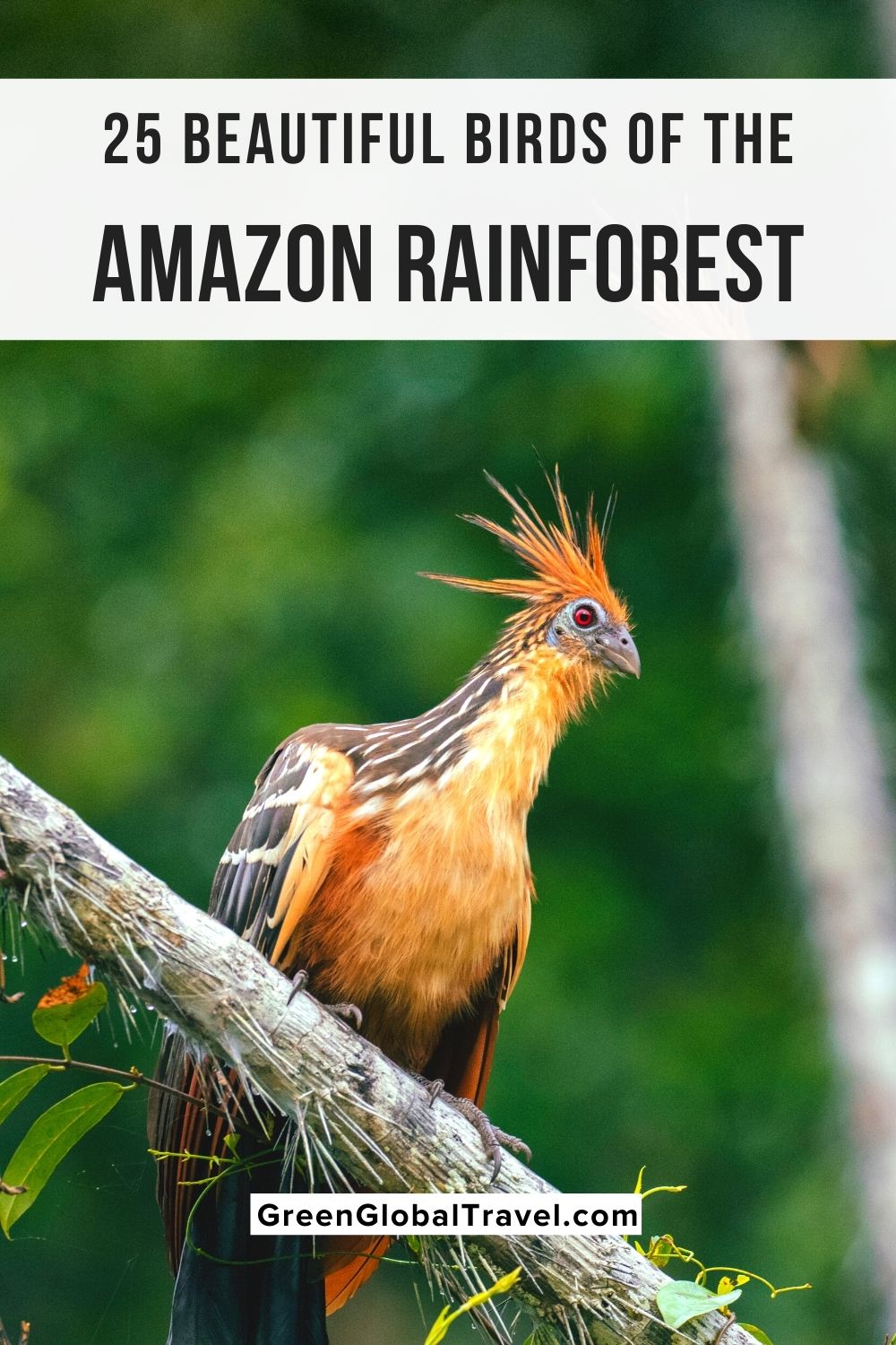 25 beautiful birds in the Amazon Rainforest that you may be able to spot during a Peruvian Amazon river cruise. | birds in the amazon | amazon birds | birds in the rainforest | rainforest birds | amazon rainforest birds | birds of the amazon rainforest | birds in tropical rainforest | amazon forest birds | birds that live in the rainforest