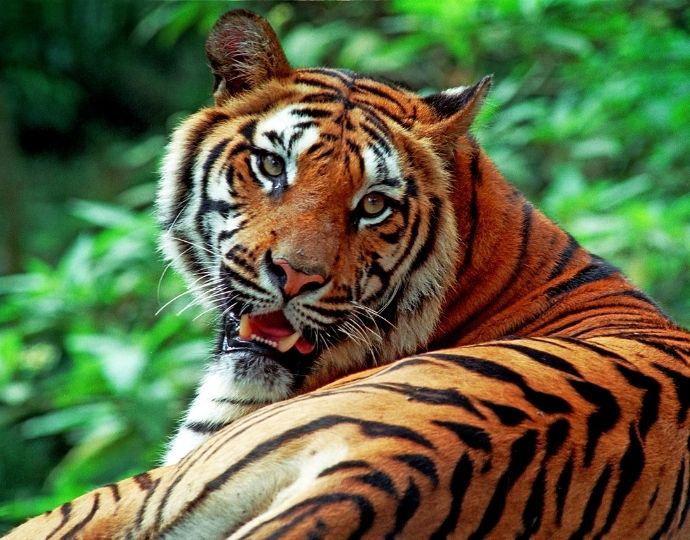 India UNESCO world heritage site - BANDHAVGARH NATIONAL PARK 