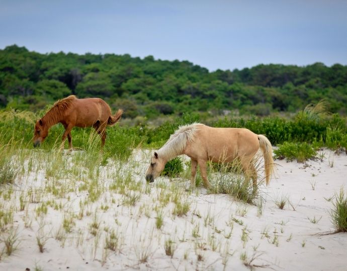 Wild horses on Assateague Island, Maryland - beautiful beaches in the world