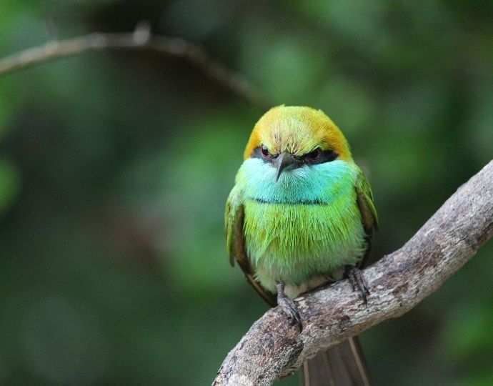 Yala National Park, Sri Lanka