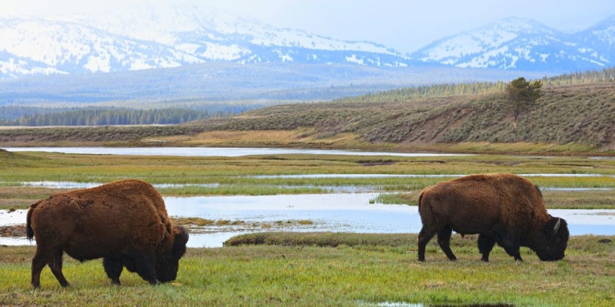 Best National Parks in the World - Yellowstone