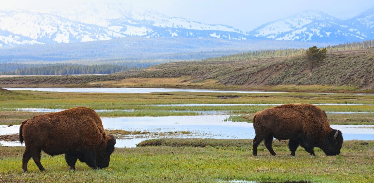The 15 Best National Parks in the World for Wildlife Watching