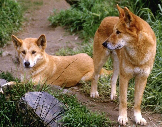 Dingoes on Fraser Island, Australia