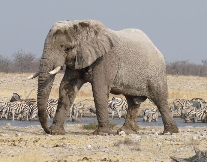 Etosha National Park Namibia - Famous national parks in the world