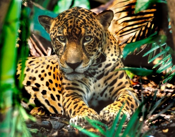 Jaguar in the wild