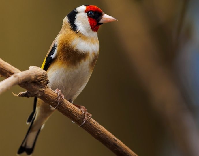 European finch - Alpine Citril Finch