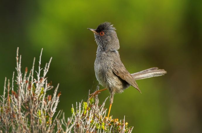 Birds of Europe - Marmora's Warbler