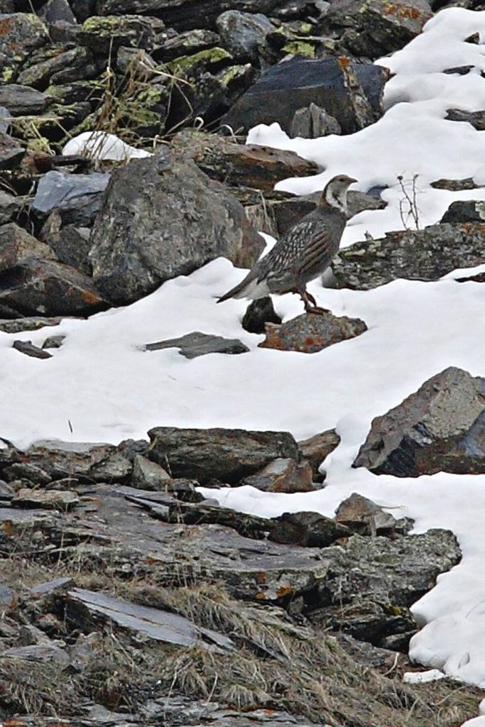 Caucasian Snowcock - Endemic birds of Europe