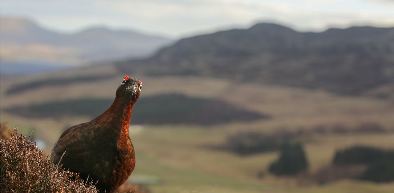 European Birds -Red Grouse