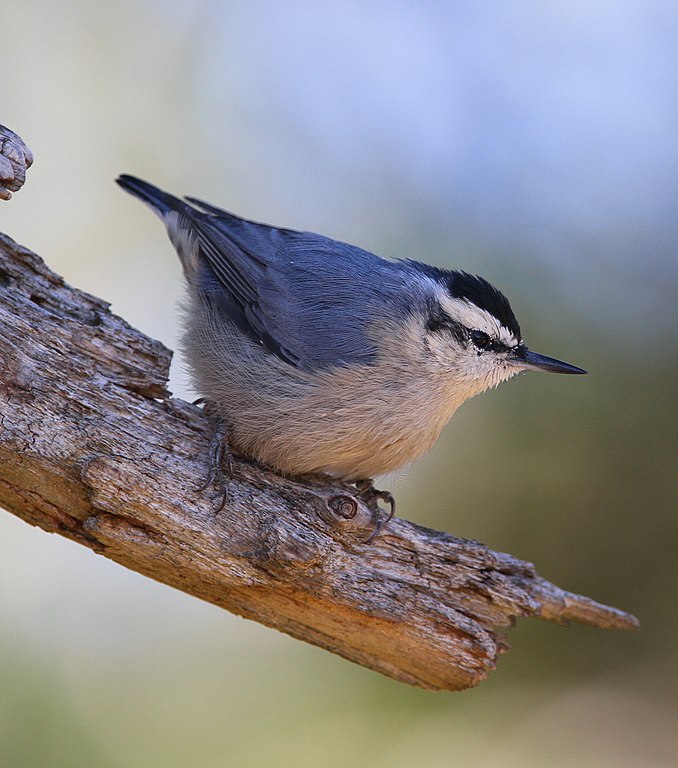 European Birds - Sitta whiteheadi (Corsican Nuthatch) 